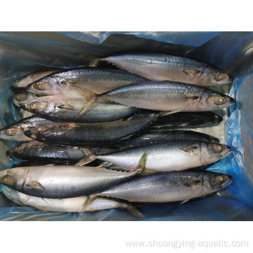 Frozen Pacific Mackerel 150-200g 60-80Pcs Fish